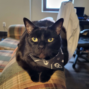 [Opie loafing on the couch, directly facing the camera. She is wearing a black bandana with a print referencing the movie 'Scream' on it]