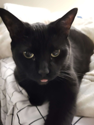 [a close-up of Opie. She is blepping.]