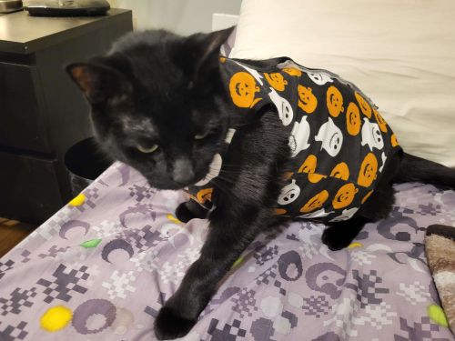 [Opie sitting in bed with a halloween-themed surgical suit on.]