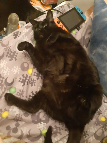 [Opie laying on her back, belly exposed.]