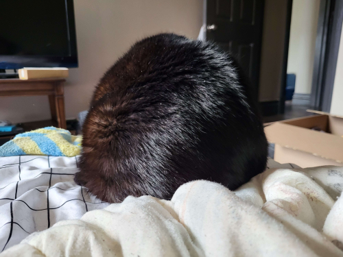 [Opie looking like a furry orb. None of hear features are visible.]