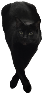 [A transparent image of Opie with her front paws crossed and looking up at the camera.]